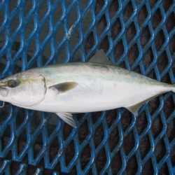 オリジナルメーカー海づり公園(市原市海づり施設) 釣果