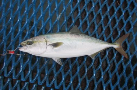 オリジナルメーカー海づり公園(市原市海づり施設) 釣果