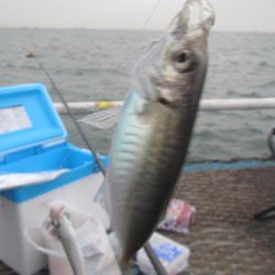 オリジナルメーカー海づり公園(市原市海づり施設) 釣果