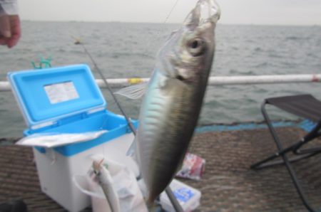 オリジナルメーカー海づり公園(市原市海づり施設) 釣果