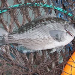 オリジナルメーカー海づり公園(市原市海づり施設) 釣果