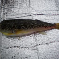 オリジナルメーカー海づり公園(市原市海づり施設) 釣果