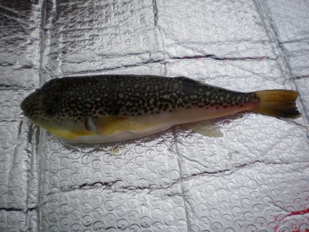 オリジナルメーカー海づり公園(市原市海づり施設) 釣果