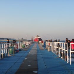 オリジナルメーカー海づり公園(市原市海づり施設) 釣果