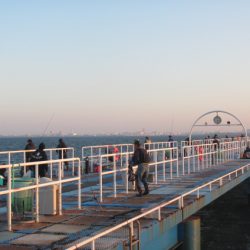 オリジナルメーカー海づり公園(市原市海づり施設) 釣果