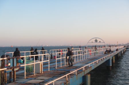 オリジナルメーカー海づり公園(市原市海づり施設) 釣果