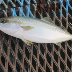 オリジナルメーカー海づり公園(市原市海づり施設) 釣果