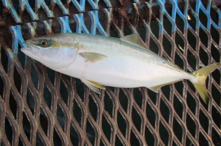 オリジナルメーカー海づり公園(市原市海づり…