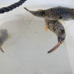 オリジナルメーカー海づり公園(市原市海づり施設) 釣果