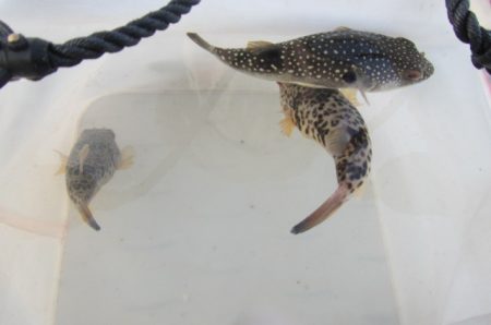 オリジナルメーカー海づり公園(市原市海づり施設) 釣果