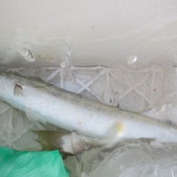 オリジナルメーカー海づり公園(市原市海づり施設) 釣果