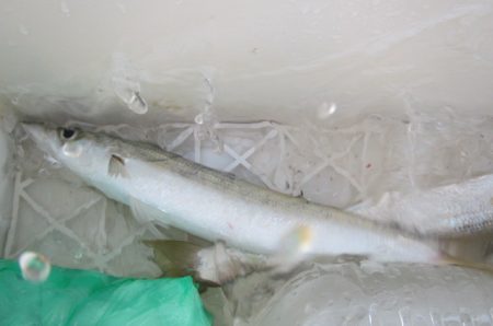 オリジナルメーカー海づり公園(市原市海づり施設) 釣果