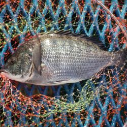 オリジナルメーカー海づり公園(市原市海づり施設) 釣果