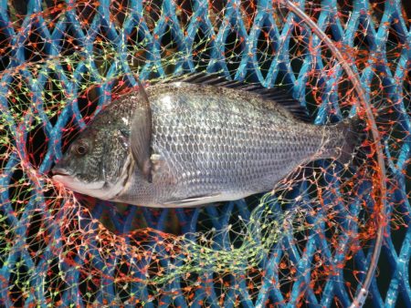 オリジナルメーカー海づり公園(市原市海づり施設) 釣果