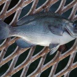 オリジナルメーカー海づり公園(市原市海づり施設) 釣果