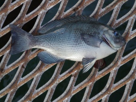 オリジナルメーカー海づり公園(市原市海づり施設) 釣果