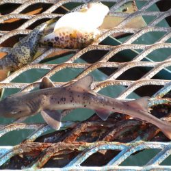 オリジナルメーカー海づり公園(市原市海づり施設) 釣果