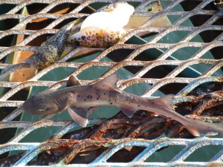 オリジナルメーカー海づり公園(市原市海づり施設) 釣果