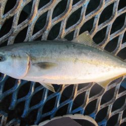 オリジナルメーカー海づり公園(市原市海づり施設) 釣果