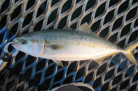 オリジナルメーカー海づり公園(市原市海づり…