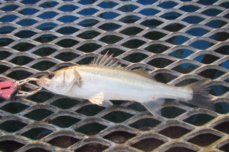 オリジナルメーカー海づり公園(市原市海づり施設) 釣果