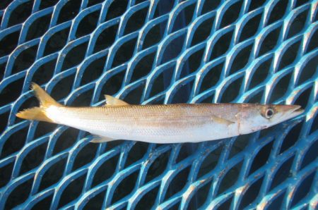 オリジナルメーカー海づり公園(市原市海づり施設) 釣果