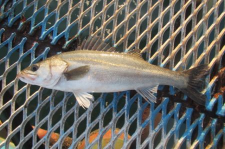 オリジナルメーカー海づり公園(市原市海づり施設) 釣果