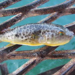 オリジナルメーカー海づり公園(市原市海づり施設) 釣果