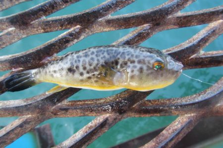 オリジナルメーカー海づり公園(市原市海づり施設) 釣果