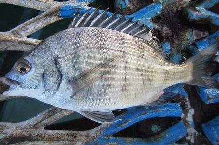 オリジナルメーカー海づり公園(市原市海づり施設) 釣果