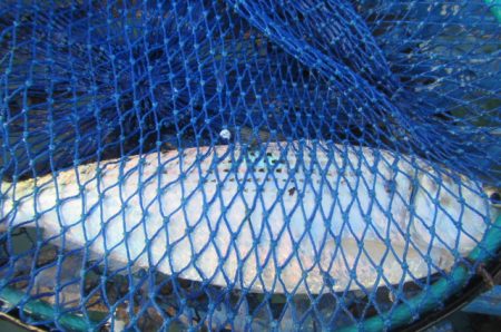 オリジナルメーカー海づり公園(市原市海づり施設) 釣果