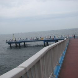 オリジナルメーカー海づり公園(市原市海づり施設) 釣果