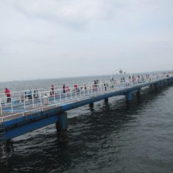 オリジナルメーカー海づり公園(市原市海づり施設) 釣果