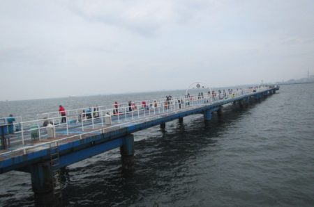 オリジナルメーカー海づり公園(市原市海づり施設) 釣果
