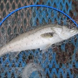 オリジナルメーカー海づり公園(市原市海づり施設) 釣果