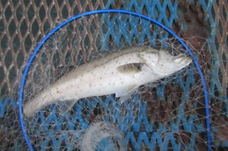 オリジナルメーカー海づり公園(市原市海づり…