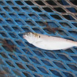 オリジナルメーカー海づり公園(市原市海づり施設) 釣果