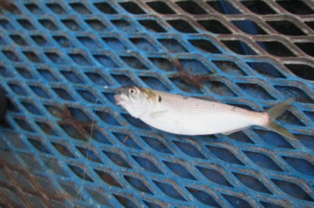 オリジナルメーカー海づり公園(市原市海づり施設) 釣果