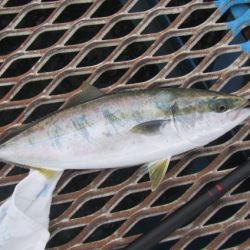 オリジナルメーカー海づり公園(市原市海づり施設) 釣果