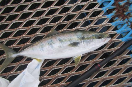 オリジナルメーカー海づり公園(市原市海づり施設) 釣果