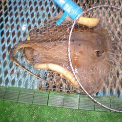 オリジナルメーカー海づり公園(市原市海づり施設) 釣果