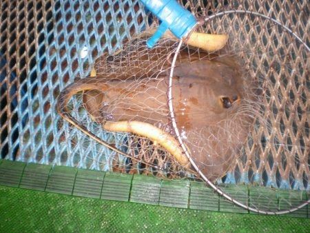 オリジナルメーカー海づり公園(市原市海づり施設) 釣果