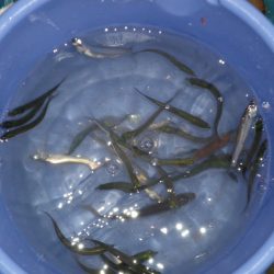 オリジナルメーカー海づり公園(市原市海づり施設) 釣果