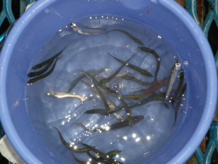 オリジナルメーカー海づり公園(市原市海づり施設) 釣果