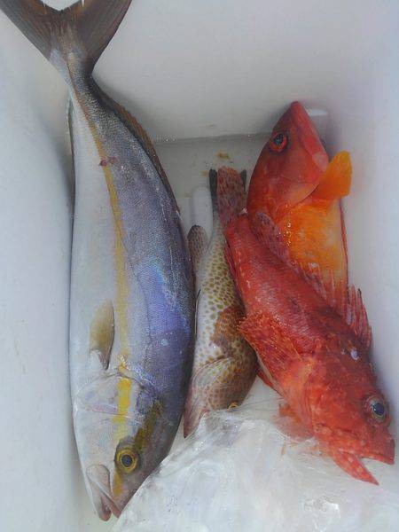 遊漁船 新鋭丸 釣果