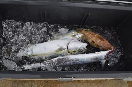 八海丸 釣果