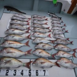 遊漁船 幸友丸 釣果