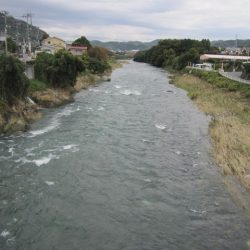 狩野川(狩野川漁業協同組合) 釣果