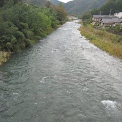 狩野川(狩野川漁業協同組合) 釣果