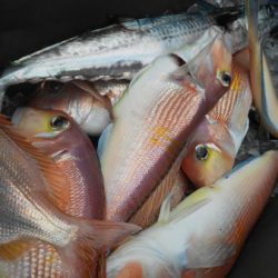 こうゆう丸 釣果